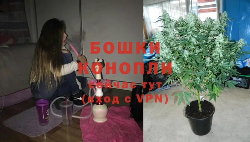 Канабис OG Kush  Калуга 